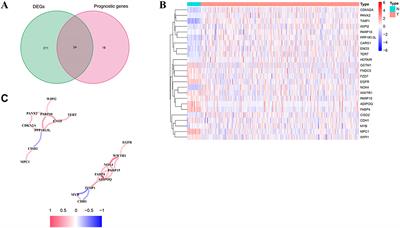 WIPI2 enhances the vulnerability of colorectal cancer cells to erastin via bioinformatics analysis and experimental verification